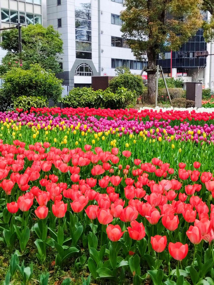 White Roseさんの横浜公園への投稿