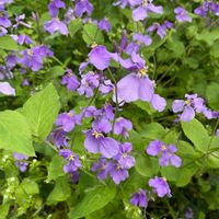 ムラサキハナナの画像