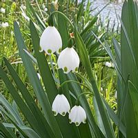 スノーフレーク,スノーフレークの画像