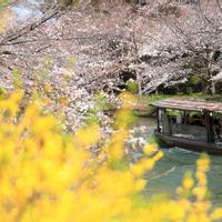 サクラ,ナノハナ,ミラーレス一眼,そうだ京都、行こう,伏見十石舟の画像