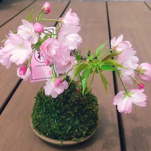 旭山桜,苔玉,癒し,春のお花の画像