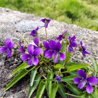アナベル,紫陽花 アジサイ あじさい,花のある暮らし,みどりのある暮らし,お花見散歩の画像