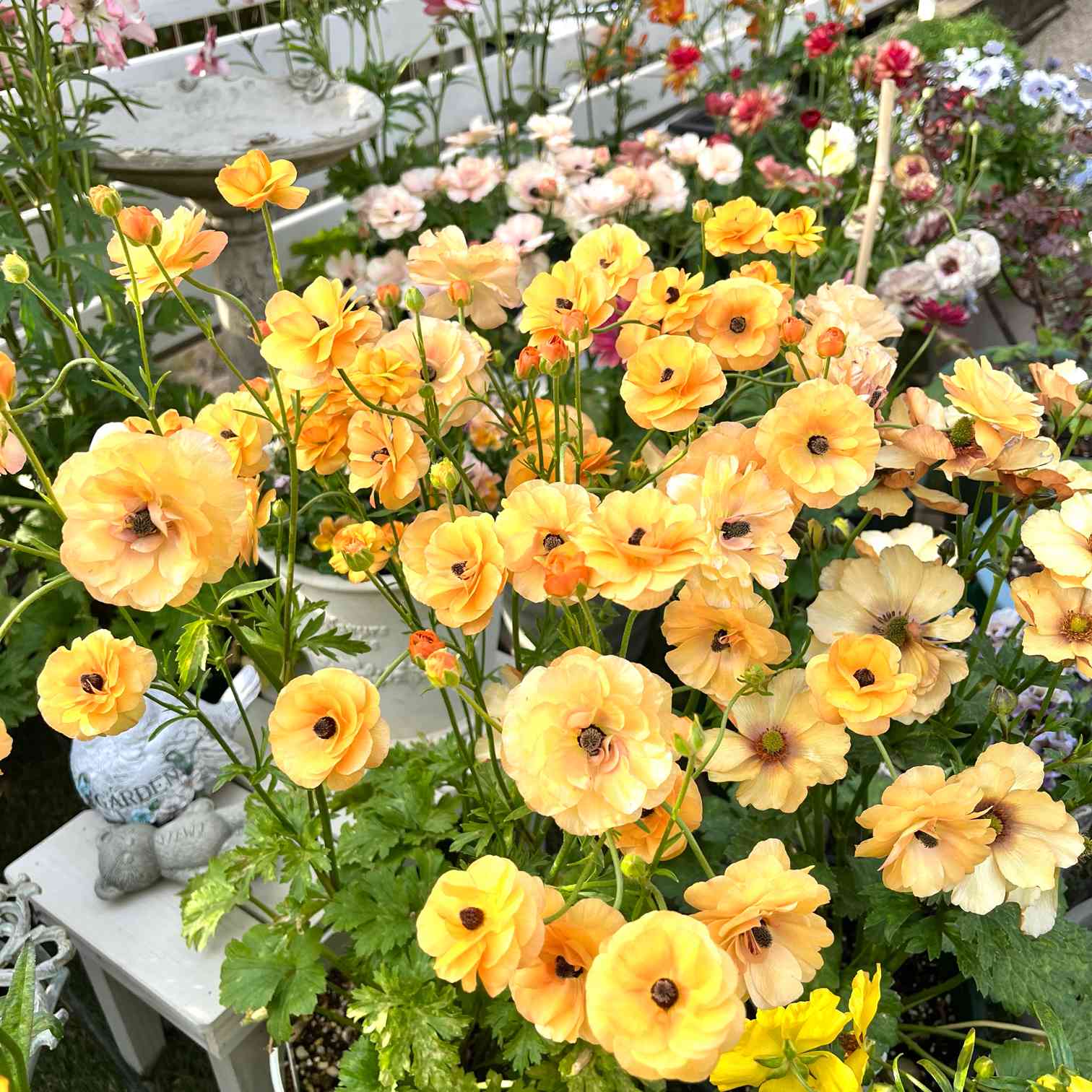 早い者勝ち ラナンキュラスラックス 黄＆オレンジ｜🍀GreenSnap（グリーン 押し花・ドライフラワー花材
