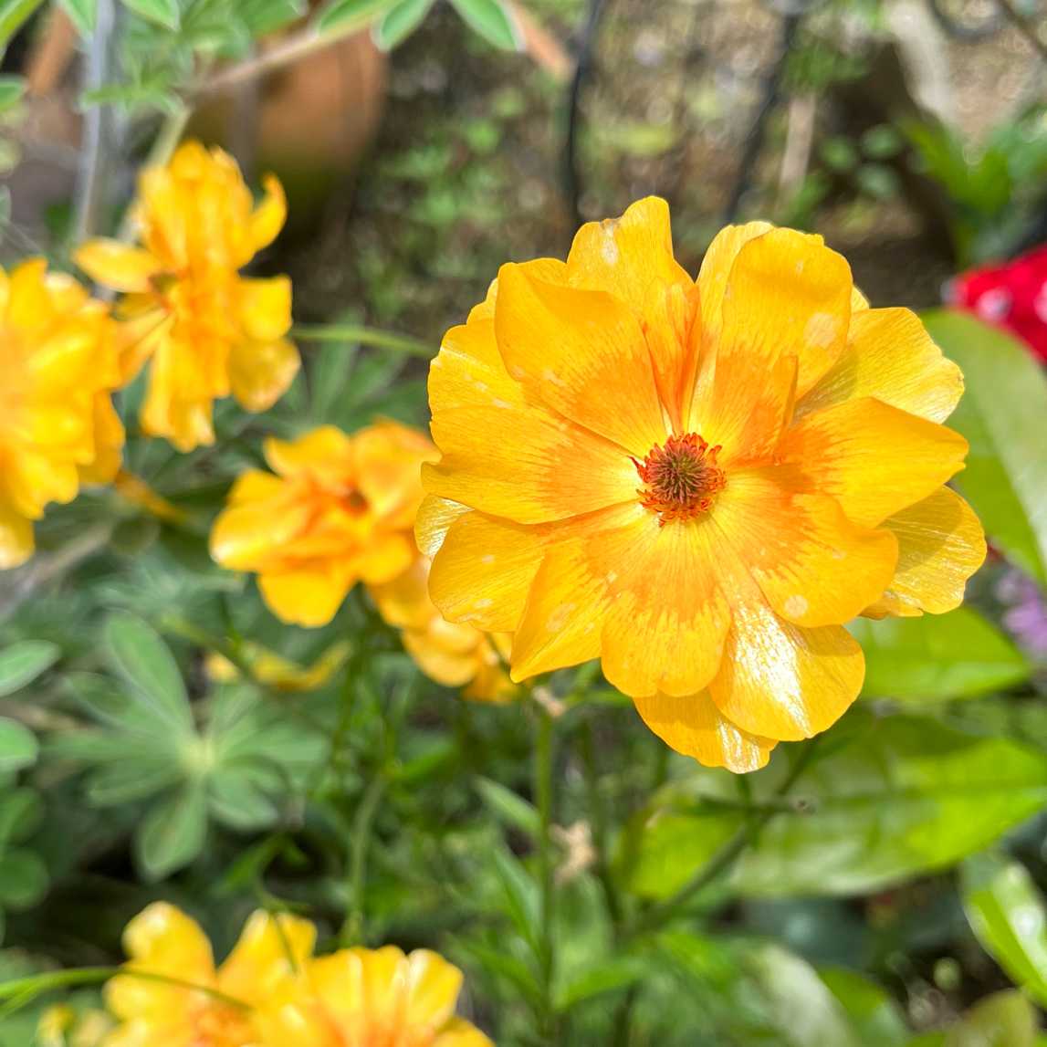 ラナンキュラスラックス元気の出るオレンジ系 切り花にできる草丈の長いラックス３種 ラナンキュラスラックス 黄＆オレンジ｜🍀GreenSnap（グリーンスナップ）