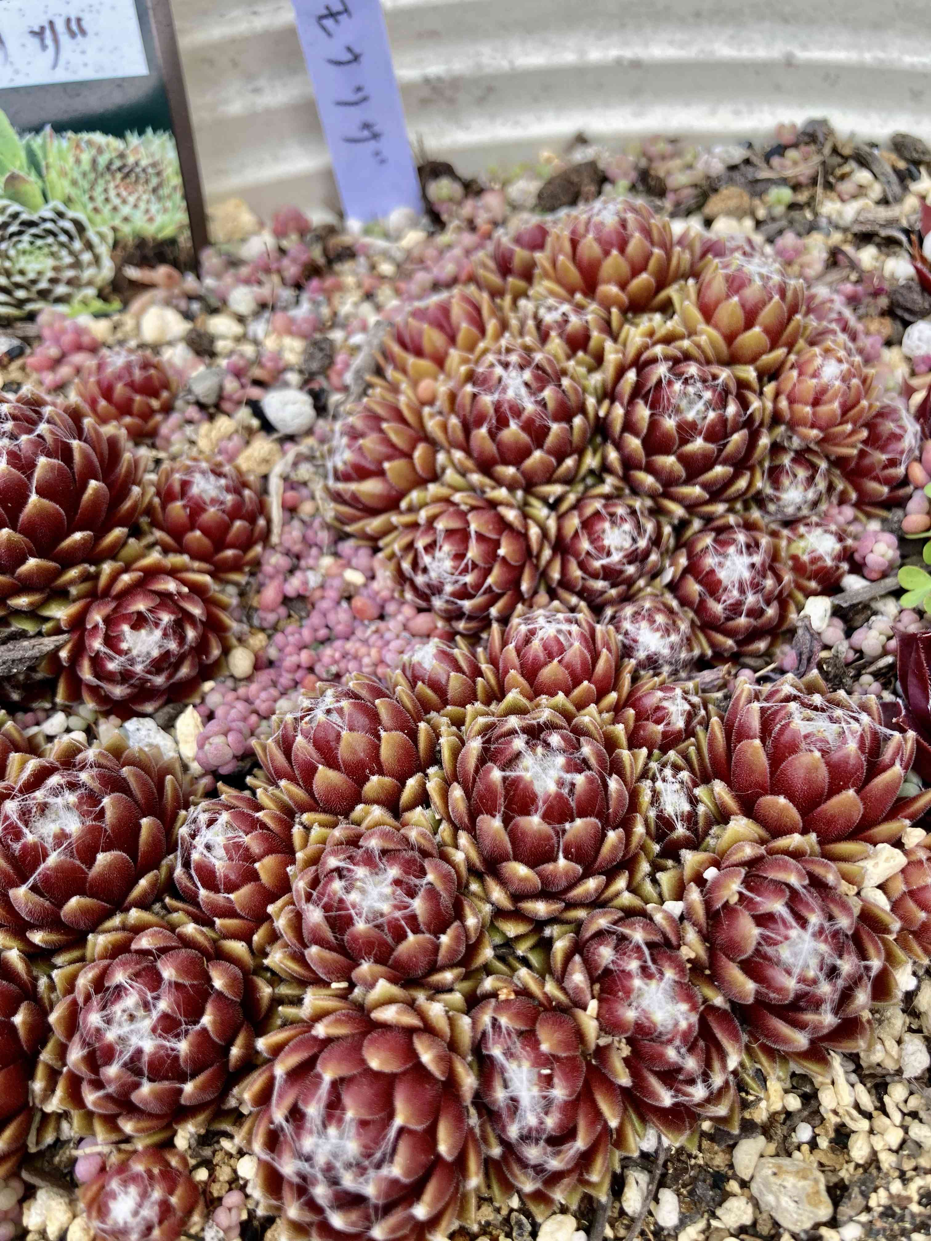 センペルビウム デザートブルームの一覧｜🍀GreenSnap（グリーンスナップ）