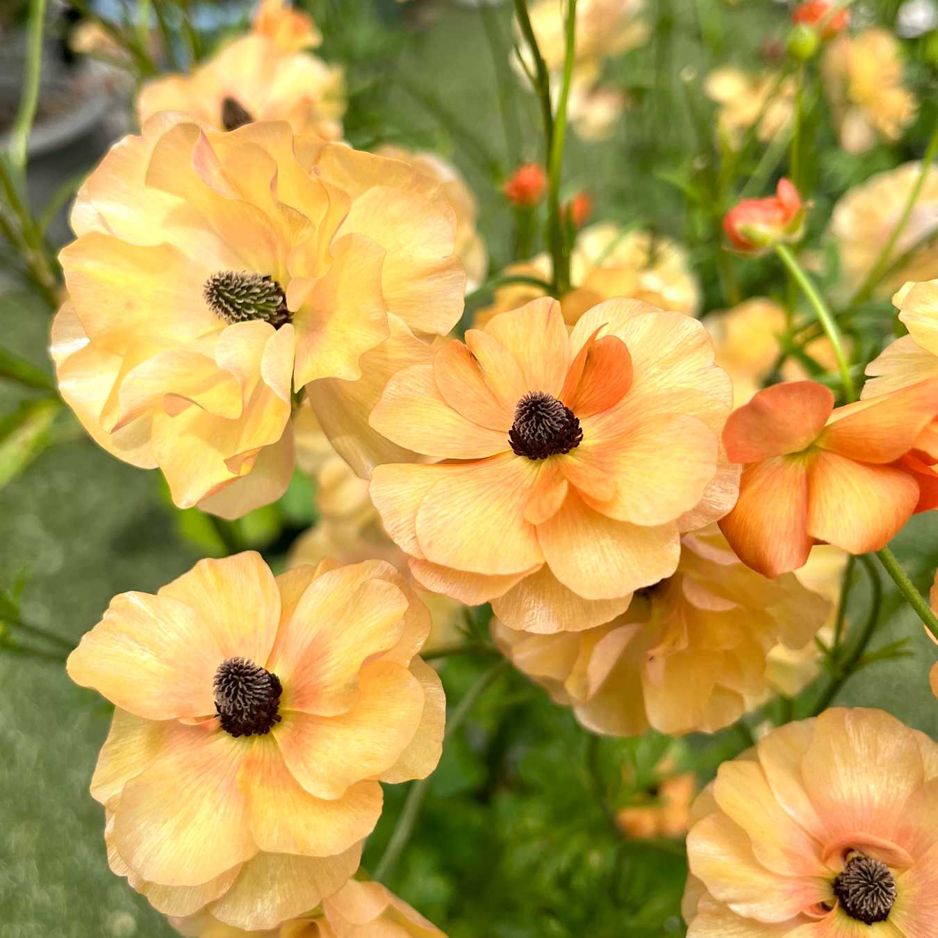 ラナンキュラスラックス アルテミス1 変わり咲き 星咲き オレンジの