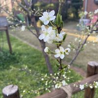 スモモ,4月,庭の画像