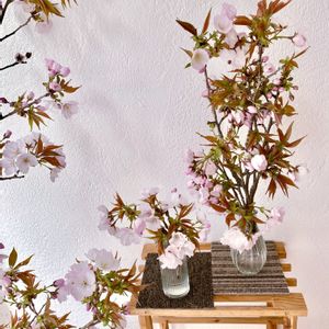 サクラ,オオヤマサクラ,切り花,さくら 桜 サクラの画像