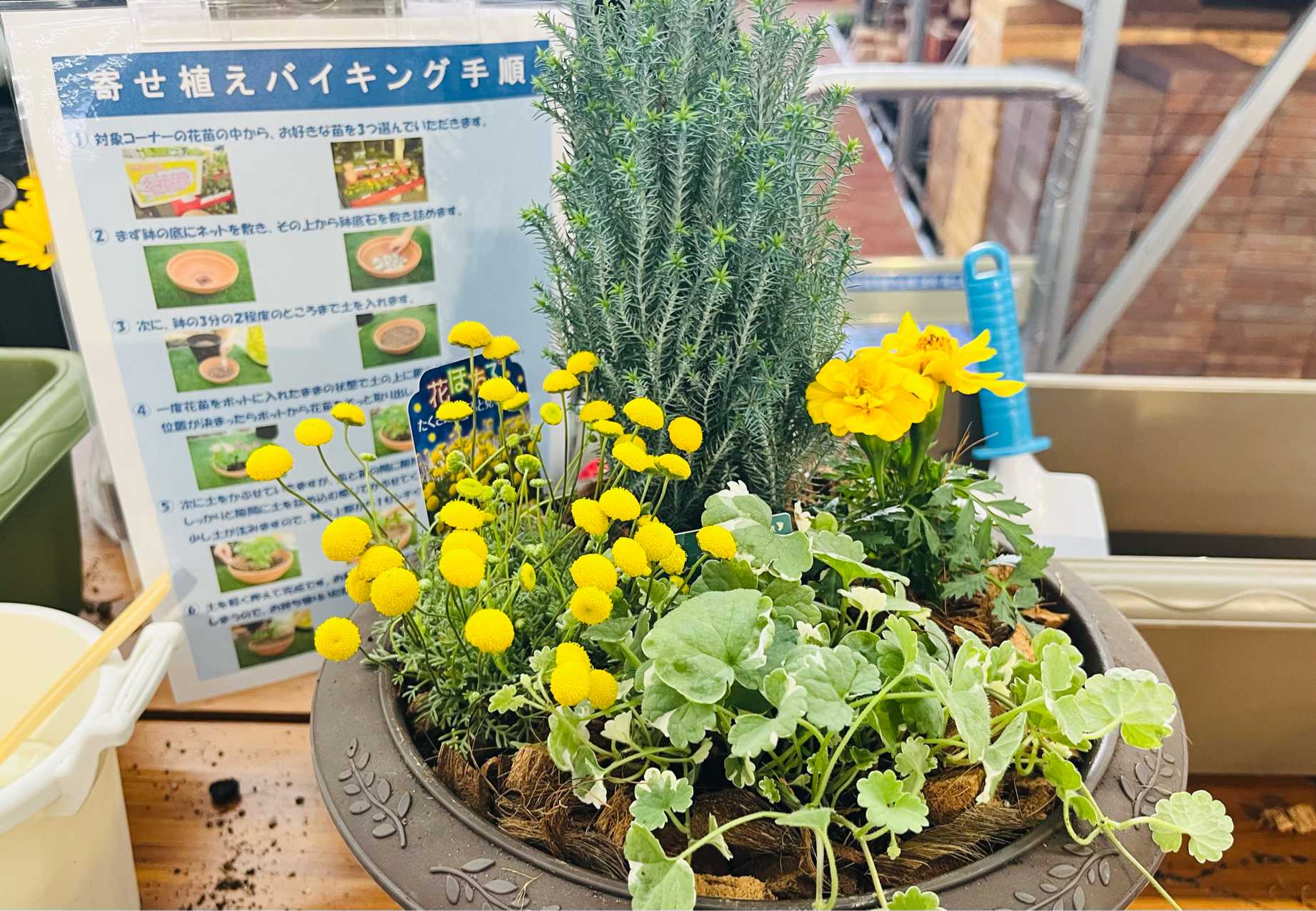 寄せ植えバイキング｜🍀GreenSnap（グリーンスナップ）