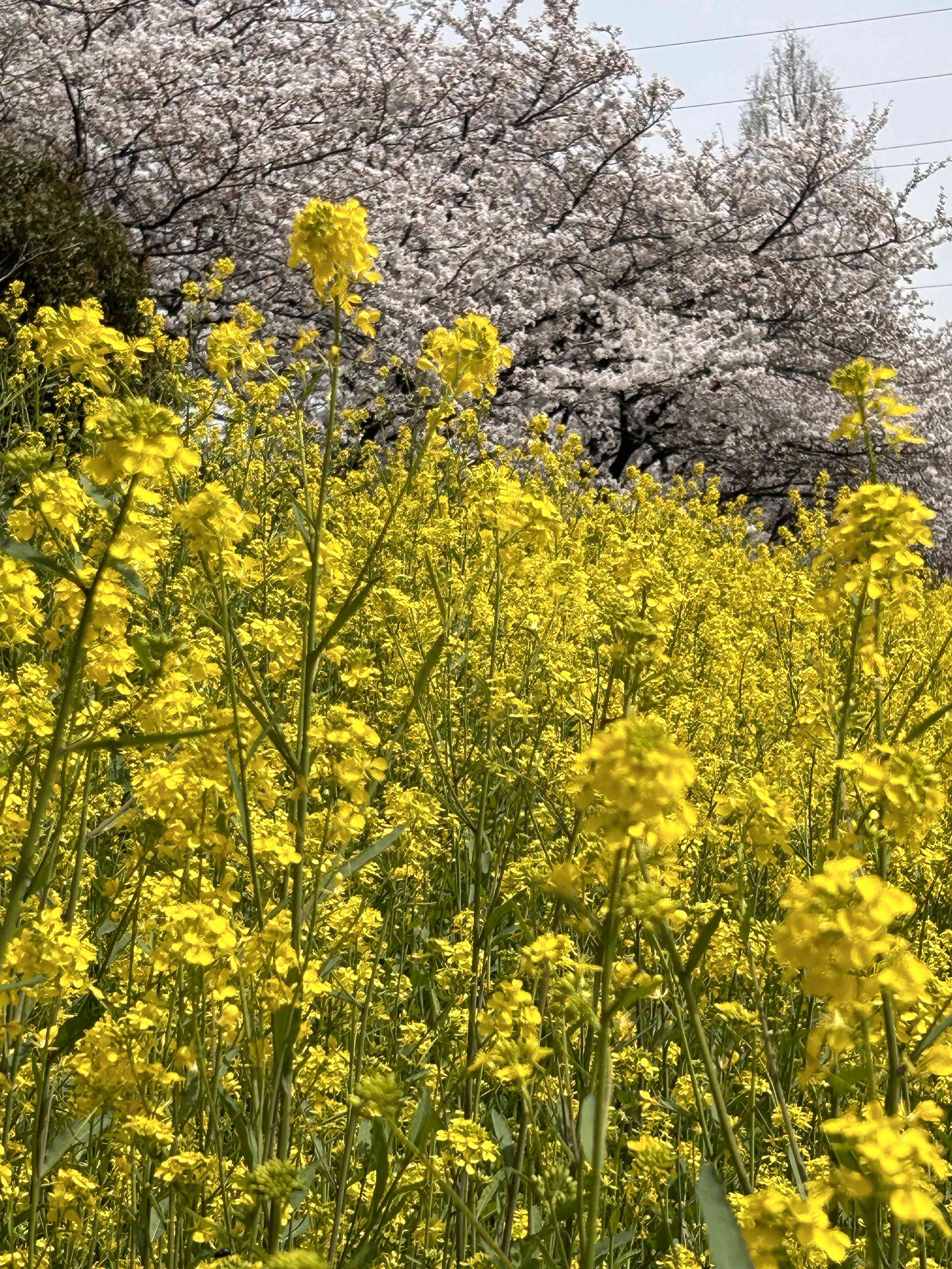 菜の花(ナバナ)の育て方｜種まきの仕方は？肥料の頻度は