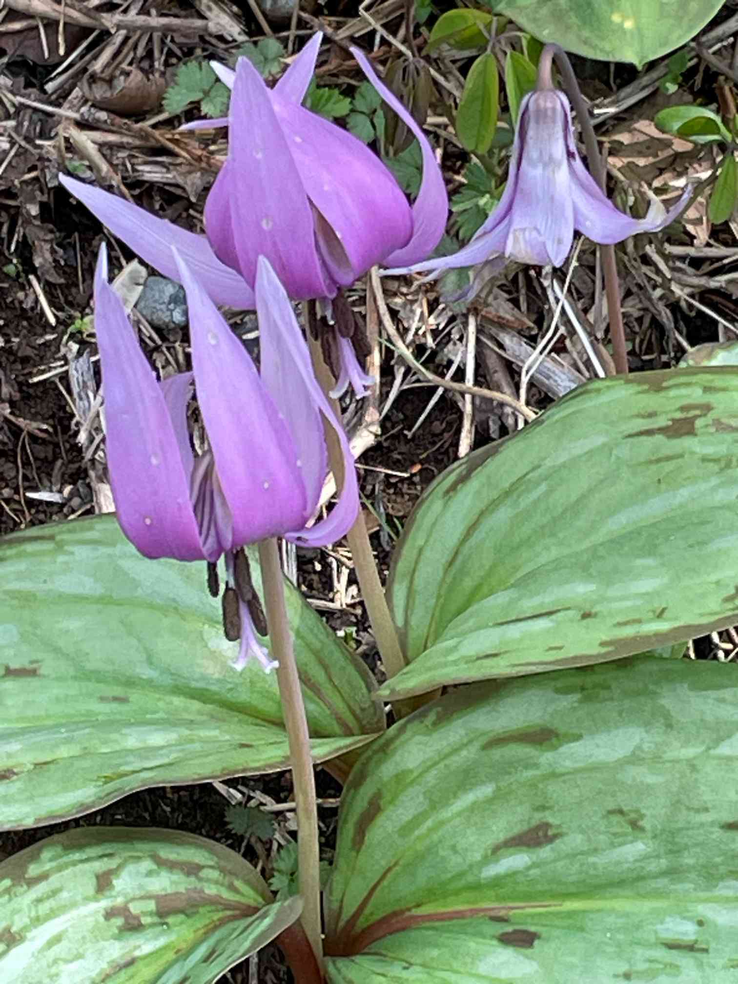 カタクリの群生地「さやま花多来里の郷(かたくりのさと)」へ行ってきた｜🍀GreenSnap（グリーンスナップ）