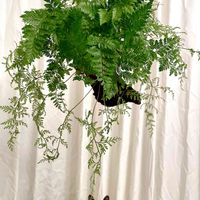 トキワシノブ,観葉植物,シダ植物,ネコ好き,ネコのいる暮らしの画像