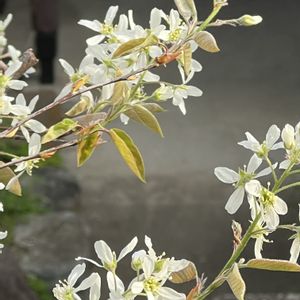 ジューンベリー,ジューンベリー,白い花,シンボルツリー,花のある暮らしの画像
