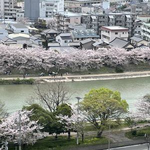 桜（染井ヨシノ）,グリーンのある暮らし,ナチュラルスタイル,楽しい時間,キュンキュン乙女倶楽部の画像