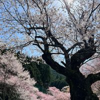 オリーブ,オーガスタ,ギョリュウバイ,エドヒガンザクラ,江戸彼岸桜の画像