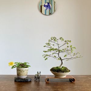 タンポポ,タンポポ,エノキ,エノキ,盆栽の画像
