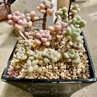 だるま秀麗,達磨秀麗,だるま姫秀麗,多肉植物,多肉植物のある暮らしの画像