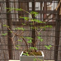エゴノキ,ミニ盆栽,木はいいなあ,8日は葉っぱの発表会,ベランダの画像