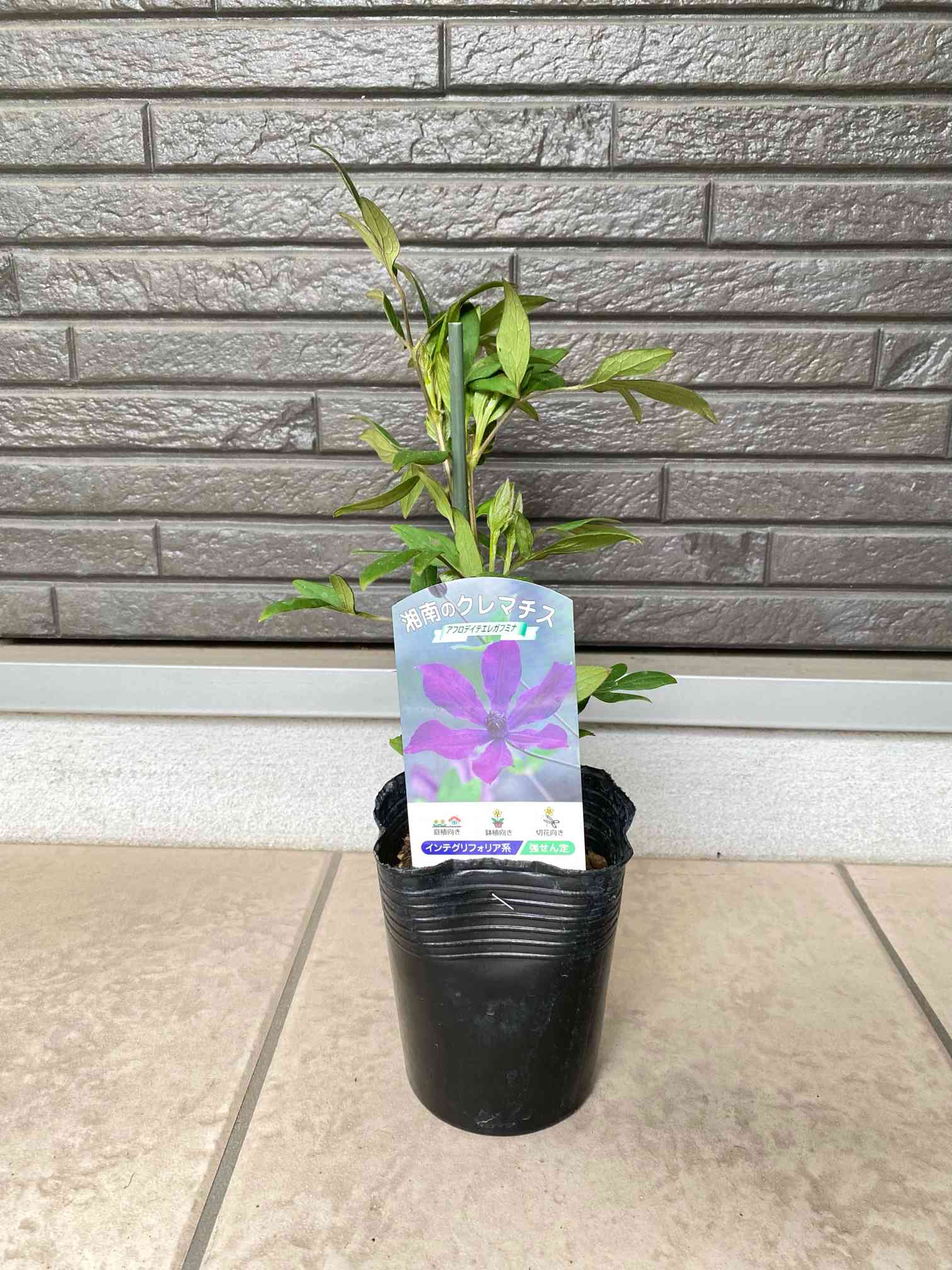 クレマチス アフロディーテ・エレガフミナ 約55㌢インテグリフォリア系 宅急便 クレマチス アフロディーテ・エレガフミナ 約55㌢インテグリ