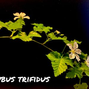 カジイチゴ,Rubus trifidus,和室の画像