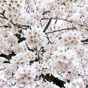 ソメイヨシノ,no green no life,花曇り,さくら 桜 サクラ,1日も早い復興をの画像