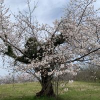 リュウキンカ,キクザキリュウキンカ,さくら サクラ 桜の画像