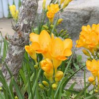 フリージア,フリージア  黄色,春 はる,庭の画像