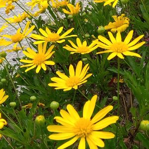 マーガレットコスモス,ヤマブキ,日本庭園,黄色いお花,お疲れ様です♡の画像