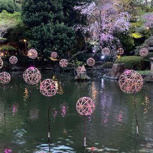 サクラ,マツ,マツ,しだれ桜,日本庭園の画像