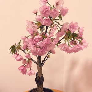 旭山桜,旭山桜,ミニ盆栽,かわいい花,花のある生活の画像