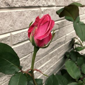 薔薇 タージマハル,切り花,鉢植え,挿し木,癒しの画像