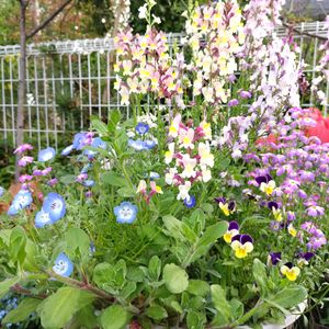 我が家の庭,種まき,お花のある暮らし,自然派,春には花いっぱいの画像