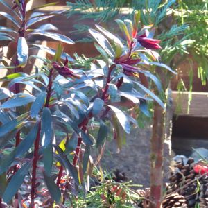 ヒューケラ ドルチェ,ユーフォルビア ブラックバード,ユーフォルビア,花のある暮らし,わが家の観葉植物❢の画像