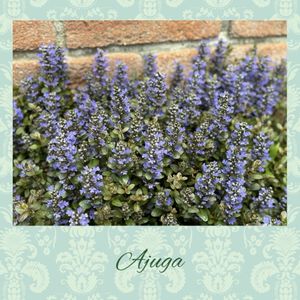 アジュガ,椿 デピュタント,地植え,鉢植えの花,レイズドベッド下の花壇の画像