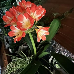クンシラン,君子蘭,赤い花,温室,アジアンガーデニングの画像