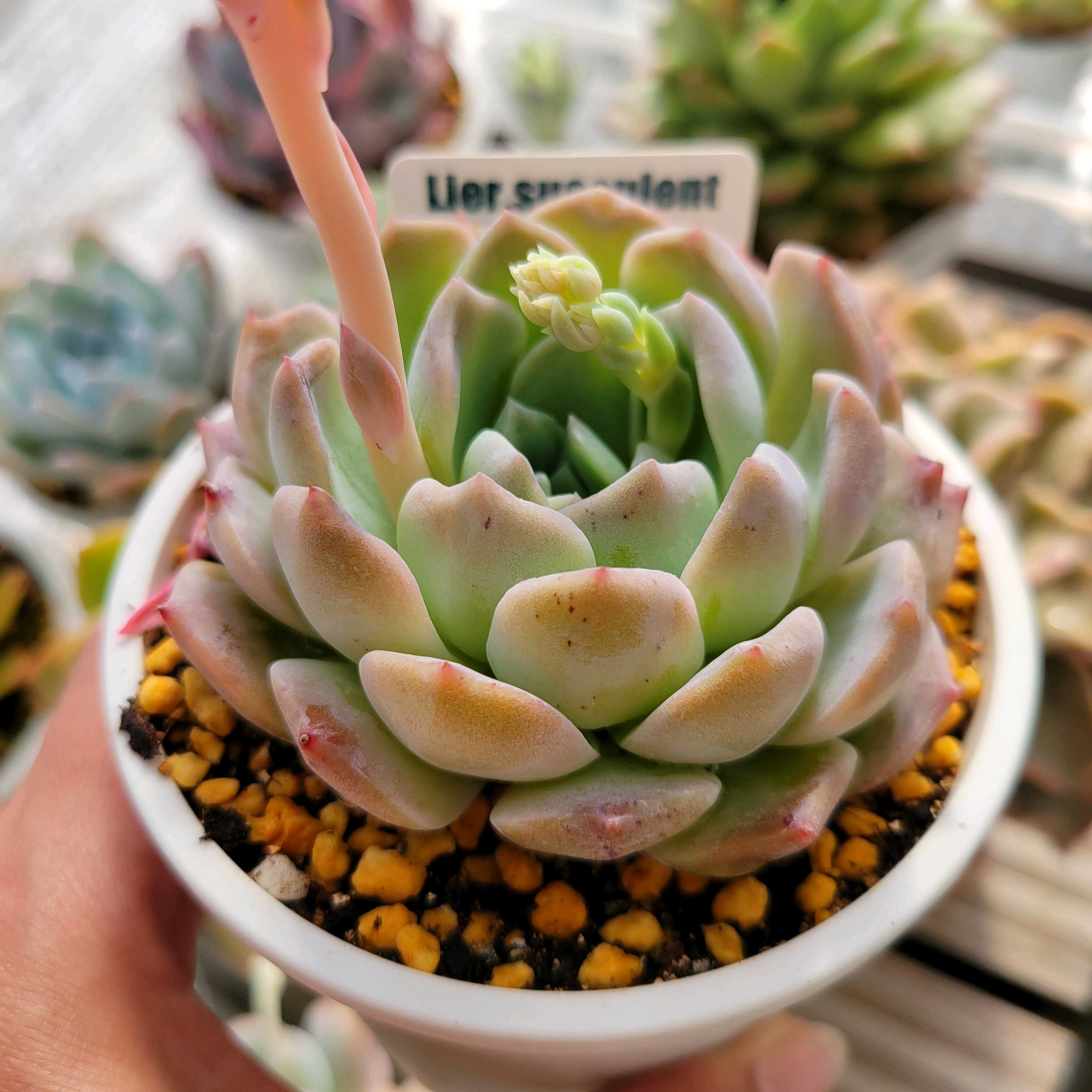 秘境ゼリー(tsunコレ)｜🍀GreenSnap（グリーンスナップ）