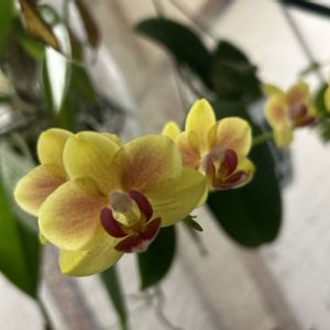 胡蝶蘭,ミニ胡蝶蘭,温室,アジアンガーデニング,黄色い花の画像