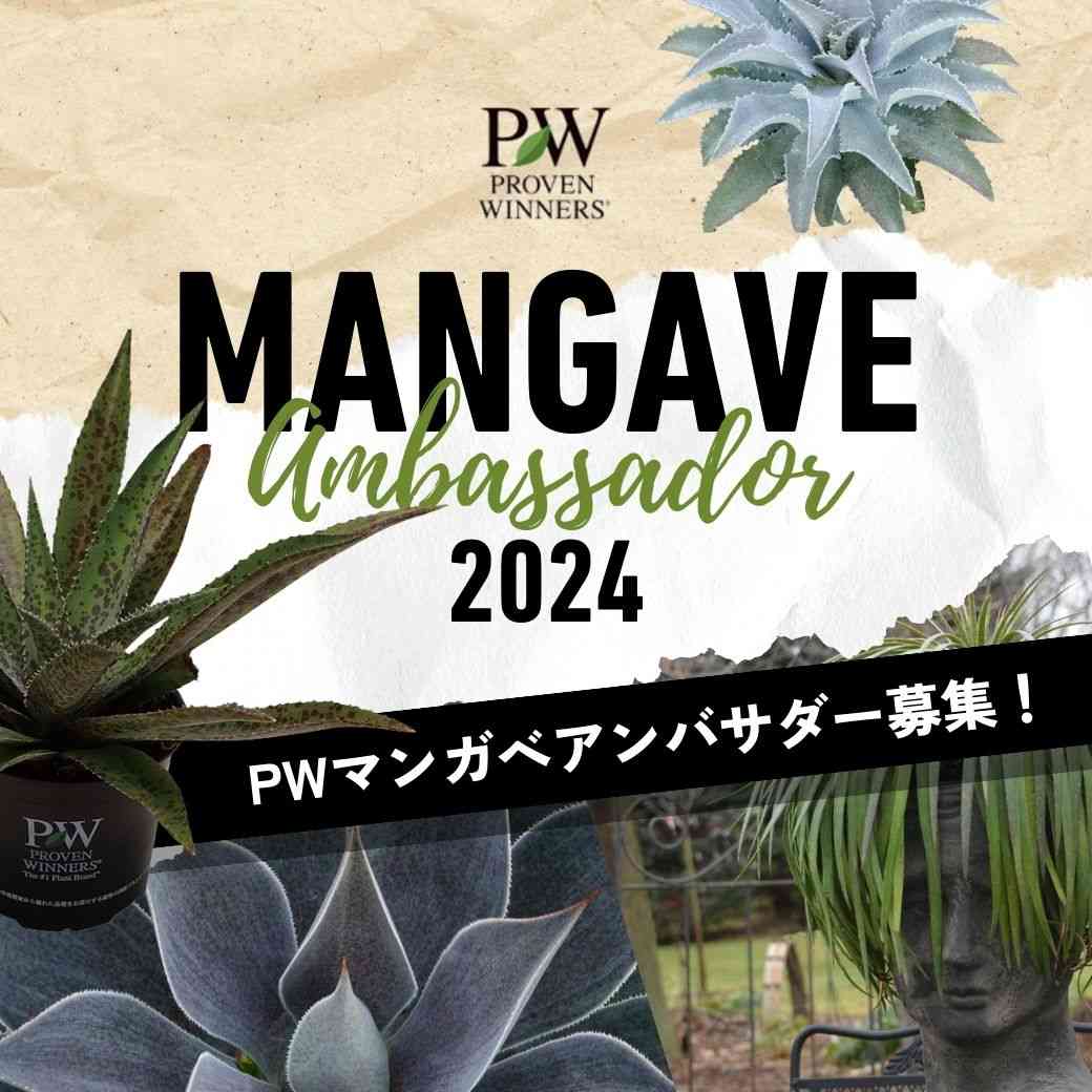 多肉植物の投稿画像 by PW JAPANさん｜観葉植物と多肉初心者とベランダガーデニングと多肉多肉多肉と多肉女子と庭づくりとガーデニング初心者と マンガベとPWとアンバサダーとPWアンバサダーとマンガベ シルバーフォックスとマンガベ フレックル アンド スペックルと ...