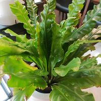 アスプレニウム,アスプレニウム,ダイソー産,冬越し,botanical lifeの画像