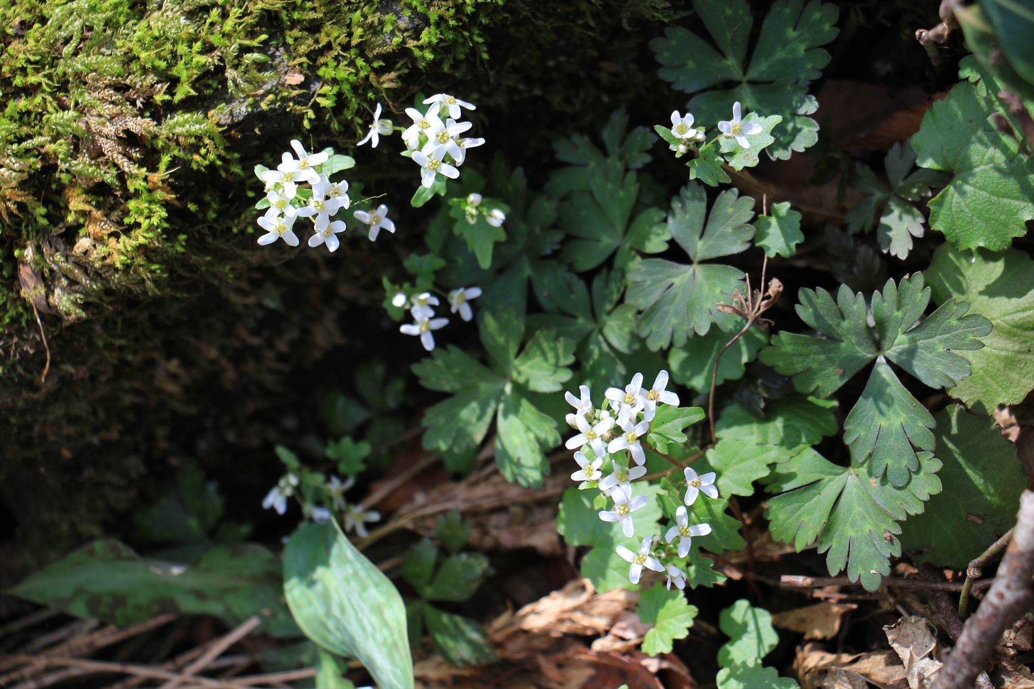 筑波山 早春の花たち2024｜🍀GreenSnap（グリーンスナップ）