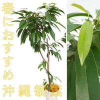 観葉植物,大型観葉植物,GreenSnapSTORE,沖縄観葉,GSでお買い物の画像
