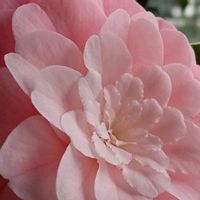 ツバキ,椿,祈り,陽のあたる縁側,お家園芸の画像