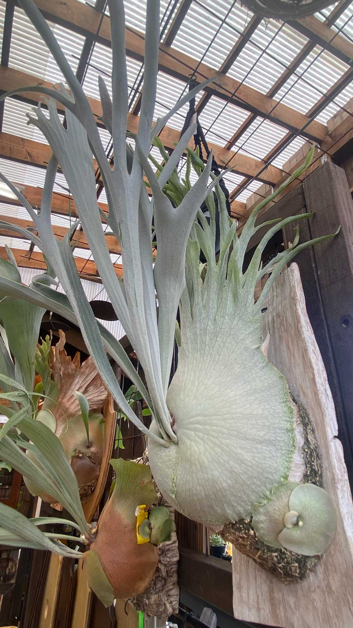 P. veitchii 'Auburn River' 成長記録 2024.8.20｜🍀GreenSnap