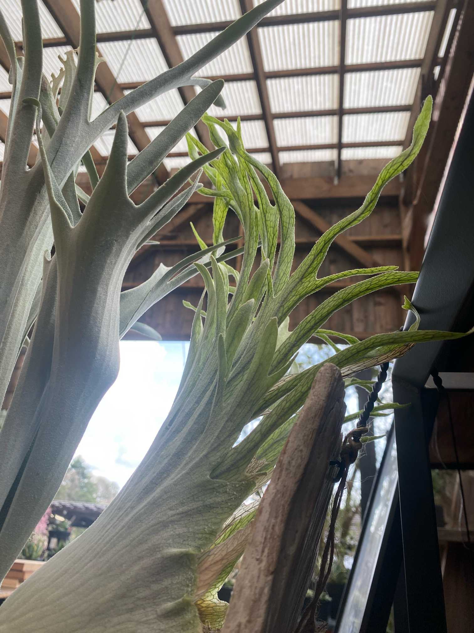 P. veitchii 'Auburn River' 成長記録 2024.8.20｜🍀GreenSnap