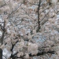 ヒトリシズカ,16時20分の桜さくらサクラ,輝かしい未来,自分らしくね,いまそらの画像