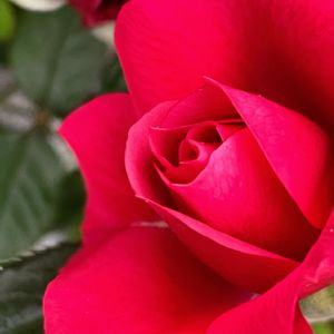 ミニバラ,赤い薔薇,バラ(赤),元気もらえる,咲いてくれてありがとう❤の画像