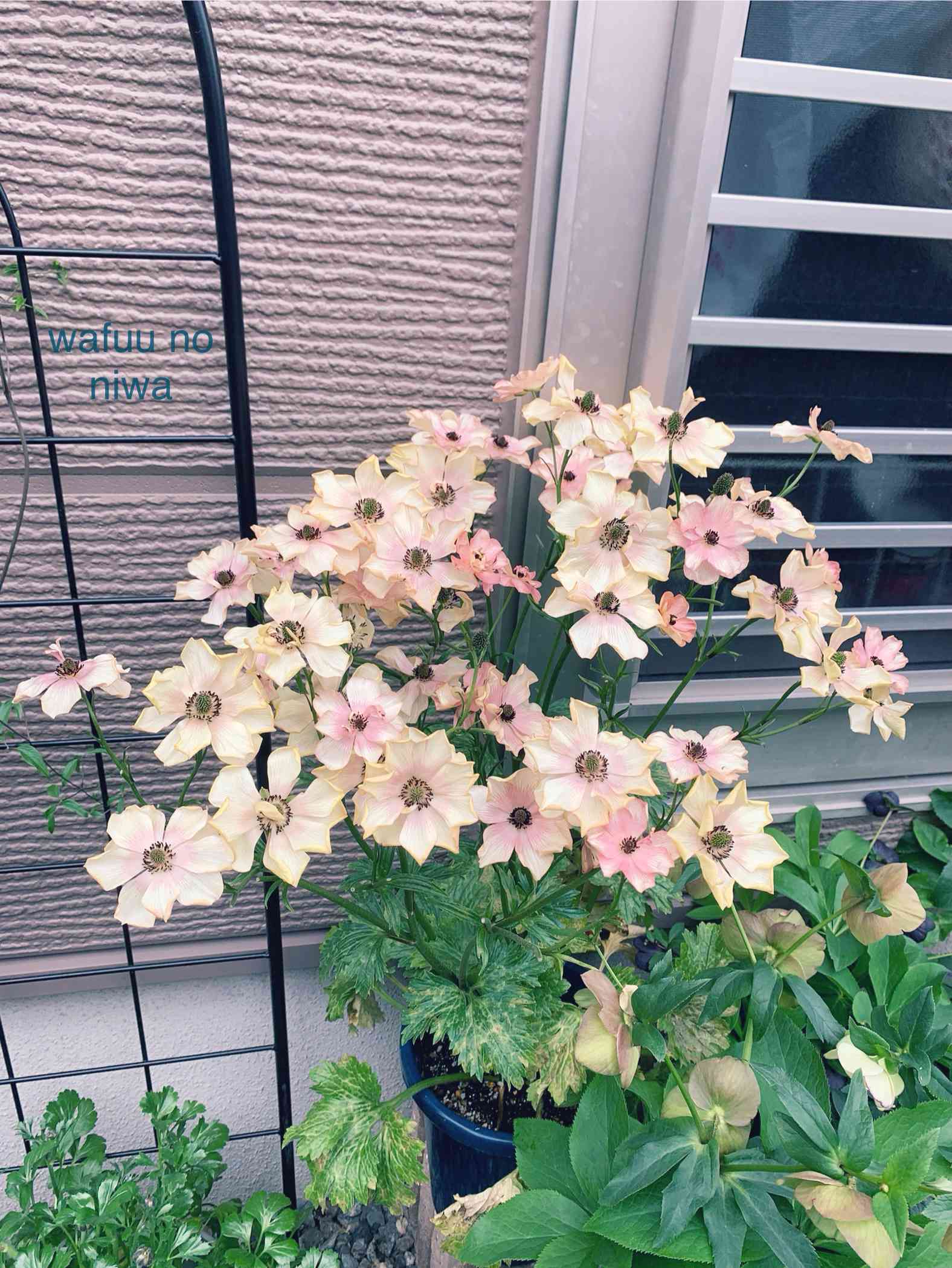 ラナンキュラス ウラノス ラナンキュラス ラックス ウラノス 3株1組