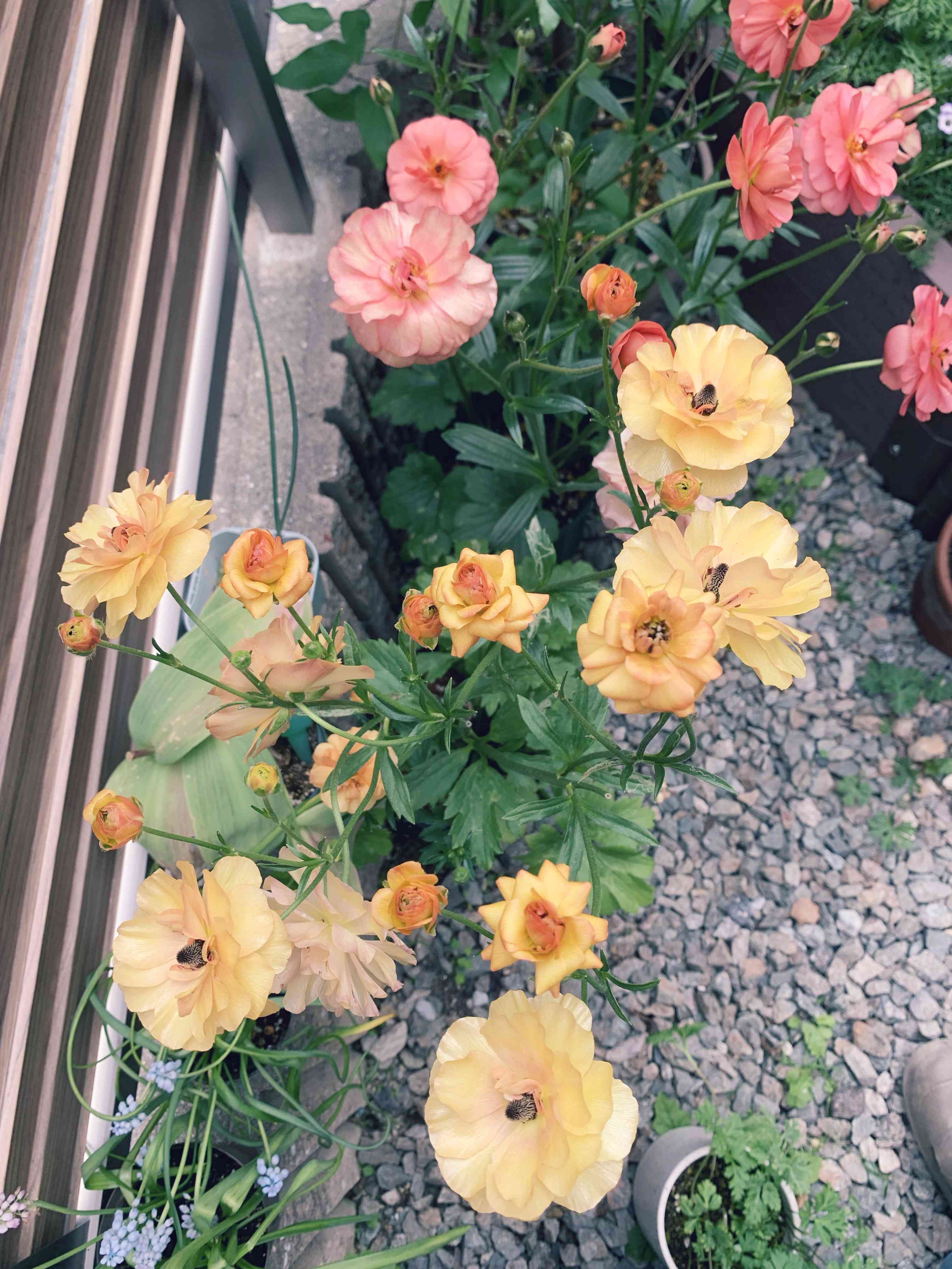 ラナンキュラスラックスウラノスの投稿画像 by wafuuさん