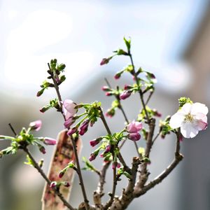 サクラ 御殿場桜,ミニ盆栽,小さな庭の画像