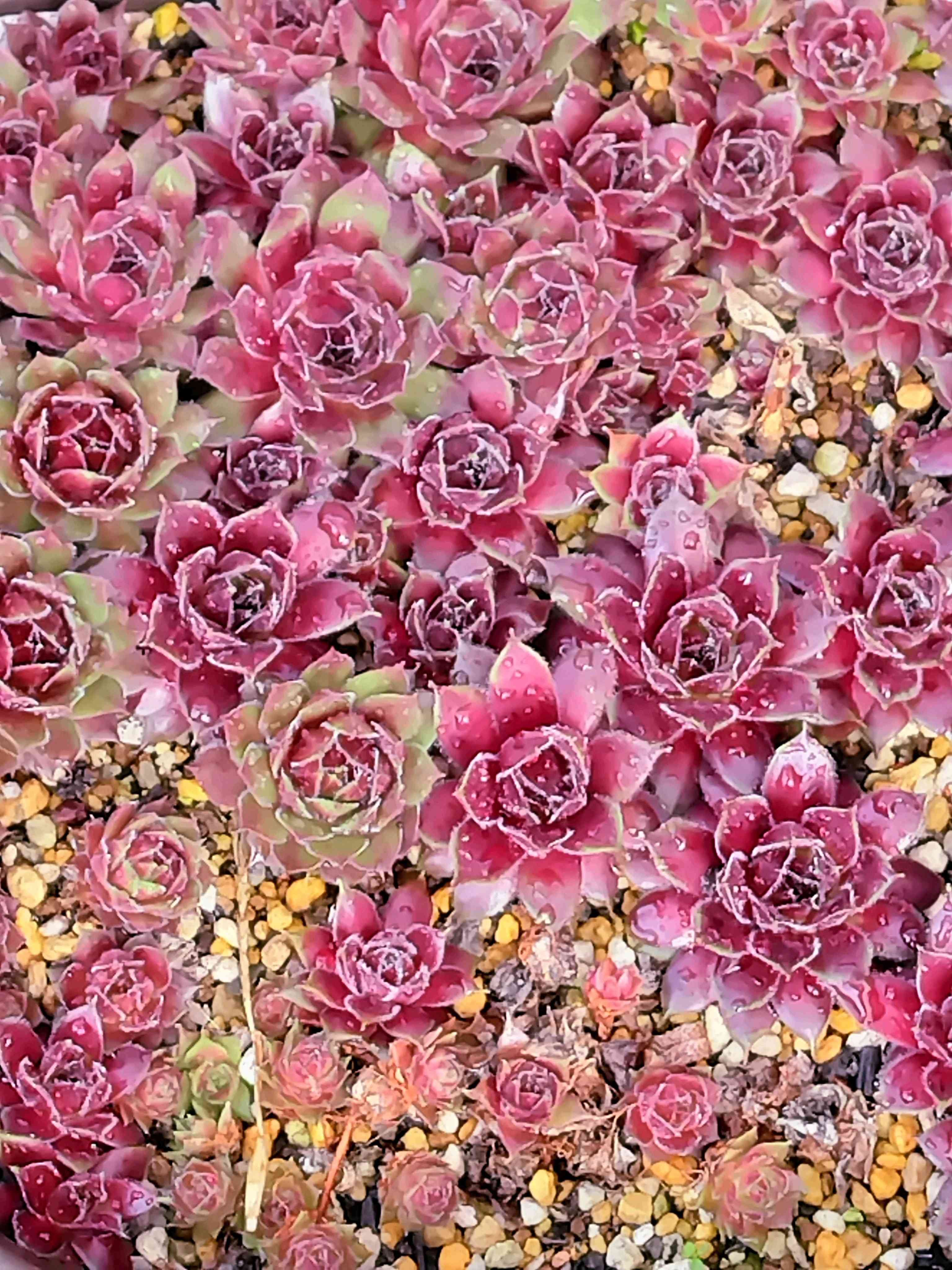 センペルビウム ジャンヌダルクの一覧｜🍀GreenSnap（グリーン